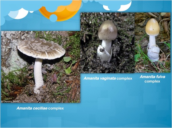 Slide21
