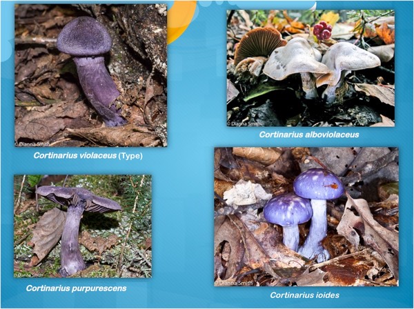 Slide26