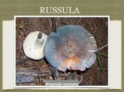 Slide31