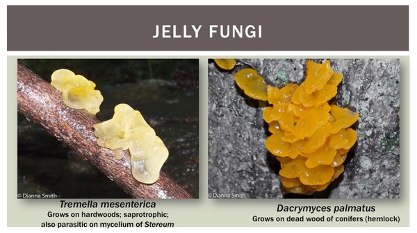 Slide31