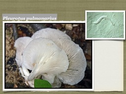 Slide34