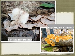 Slide35