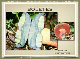 Slide36