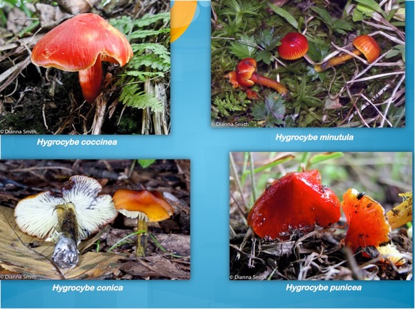 Slide36