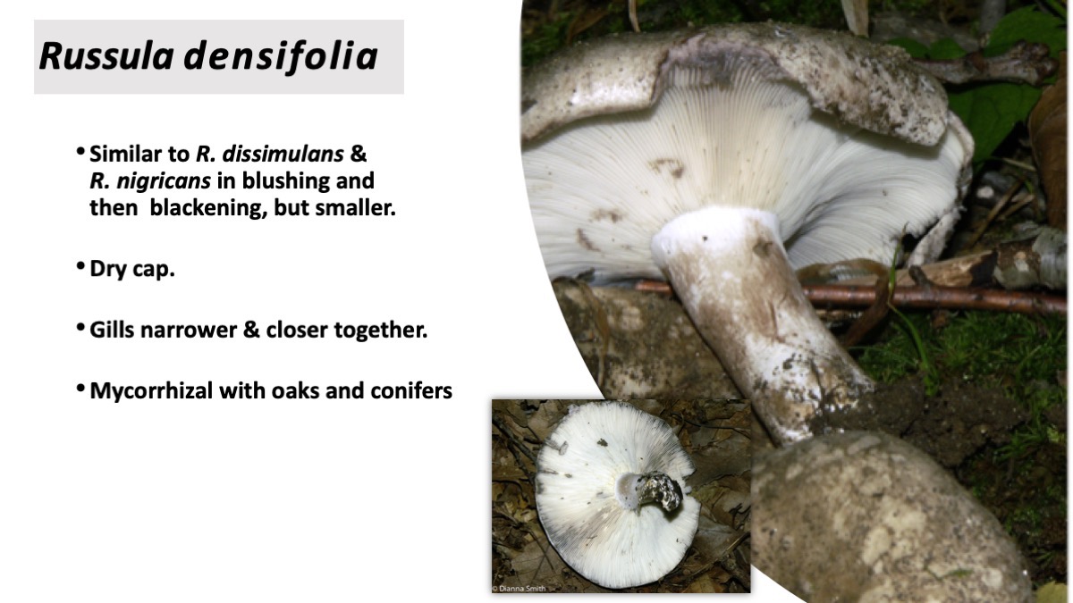 Slide36