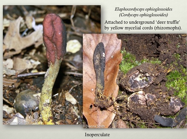 Slide36