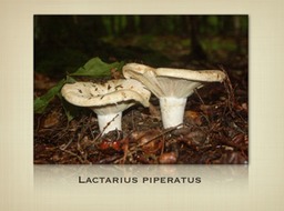 Slide37