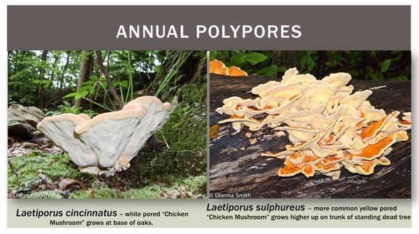 Slide37