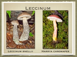 Slide39