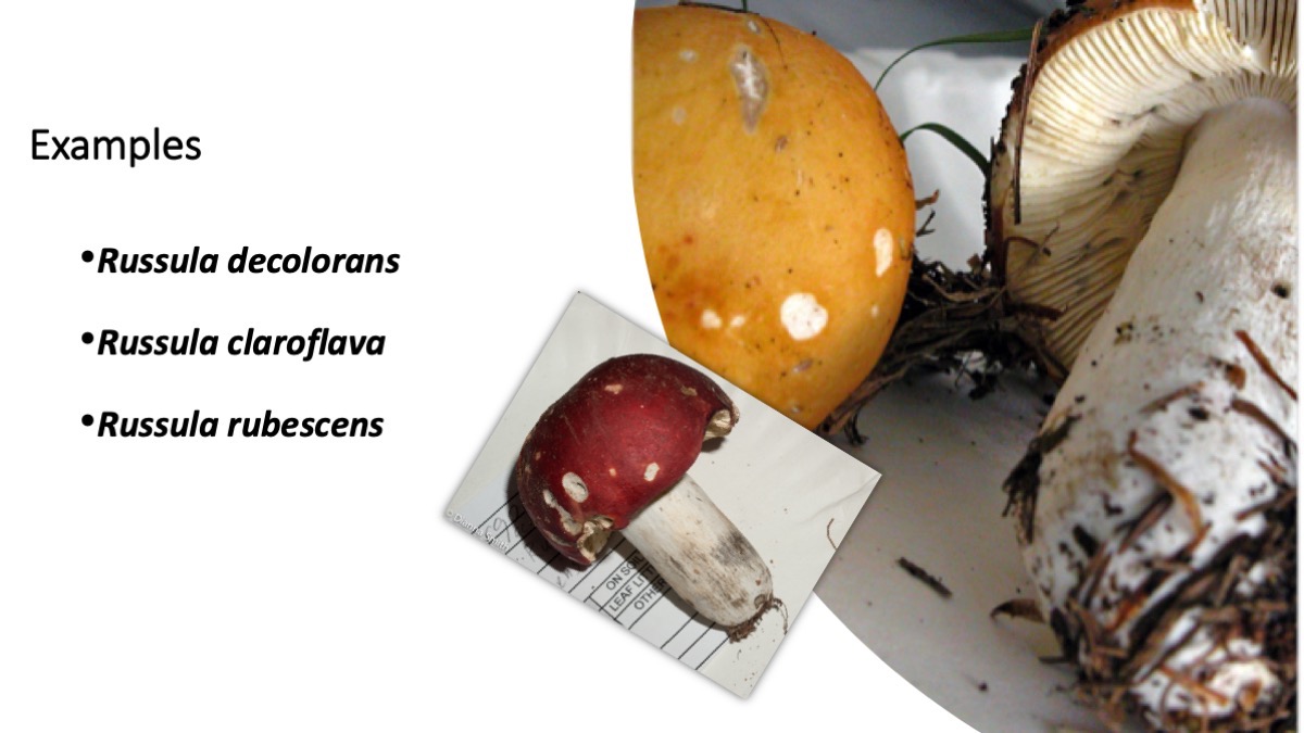 Slide41