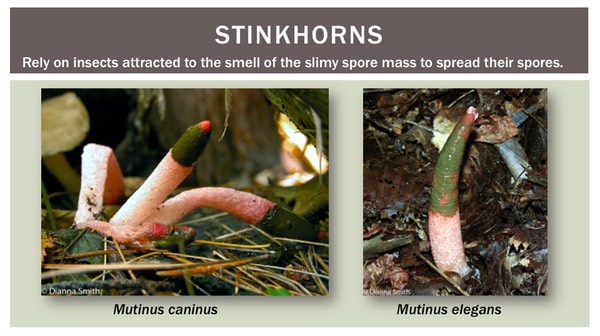 Slide41
