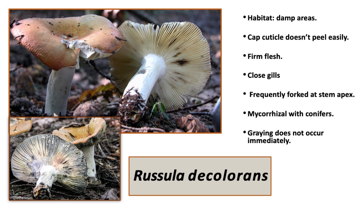Slide42