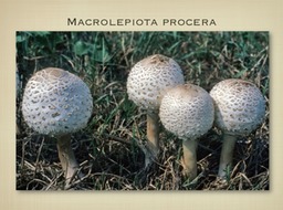 Slide44