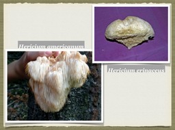 Slide48
