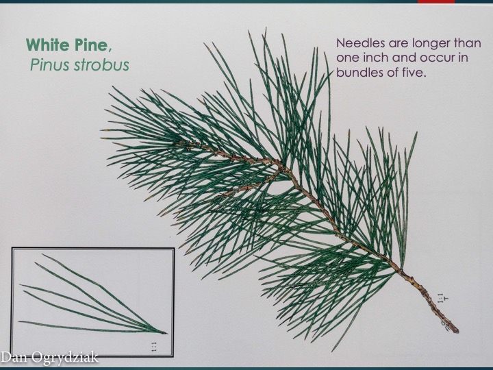 Slide50