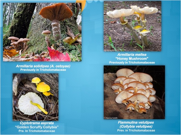 Slide51
