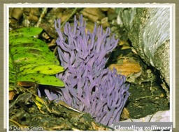 Slide51