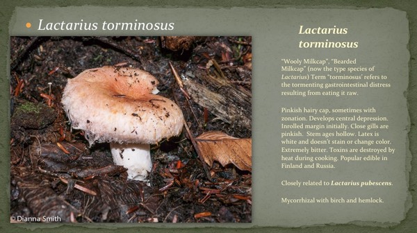 Slide51