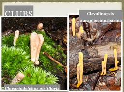 Slide53