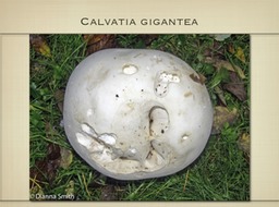 Slide57