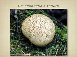 Slide59