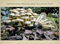 Slide61