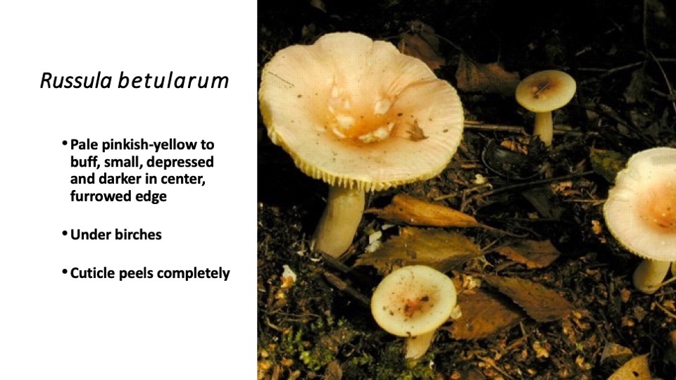 Slide61