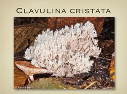 Slide65