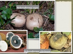 Slide74