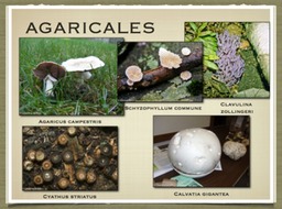Slide82
