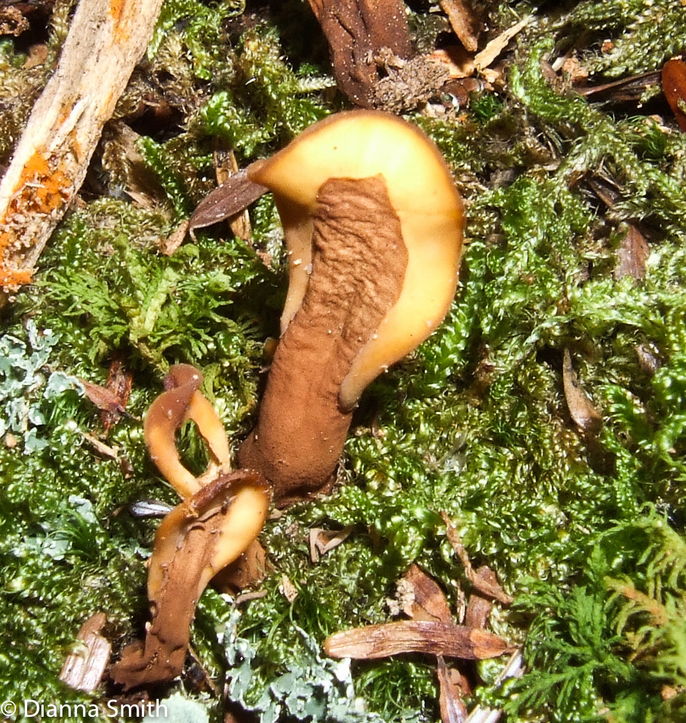 Spathularia 9326