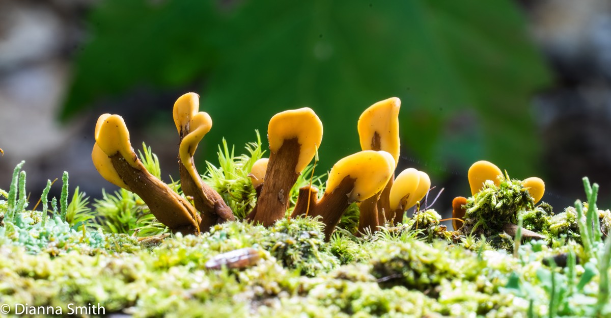 Spathulariopsis velutipes 03199