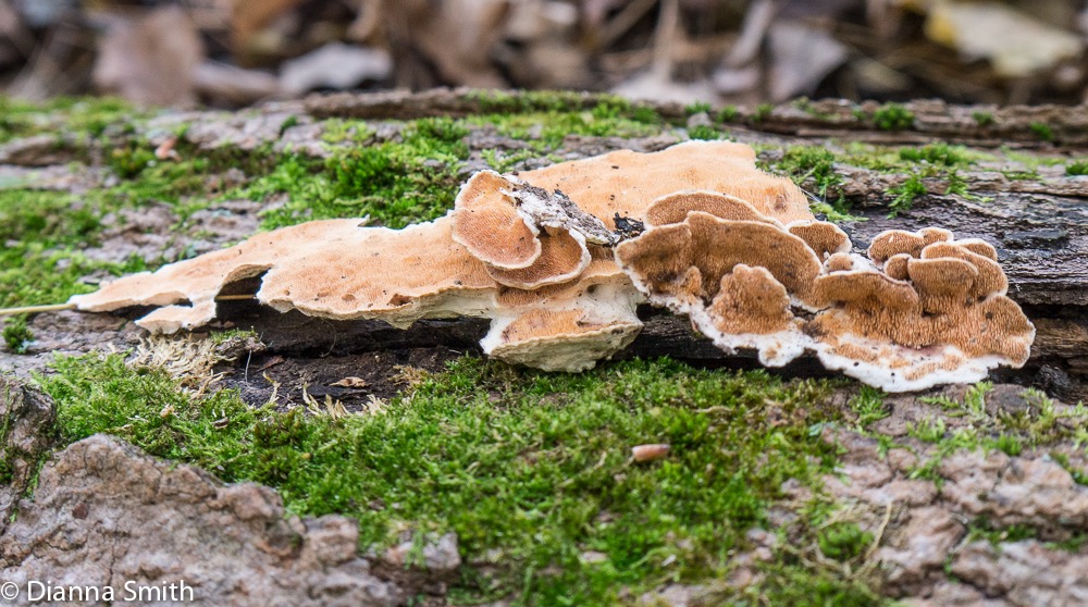 Steccherinum ochraceum1000071