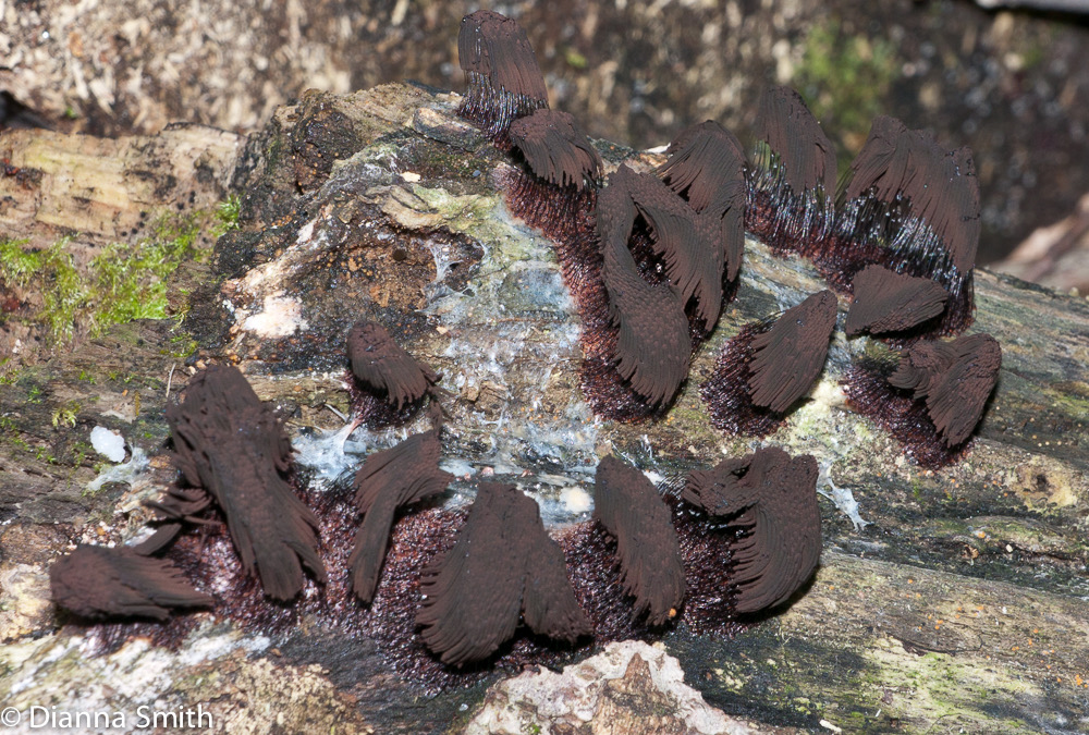 Stemonitis1010359
