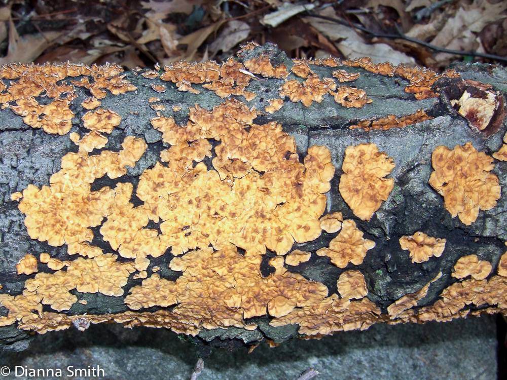 Stereum complicatum0811