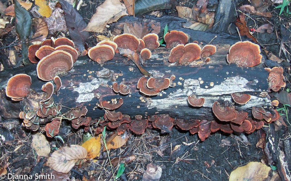 Stereum hirsutum 6513
