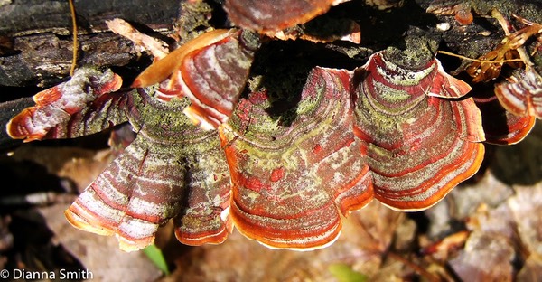 Stereum ostrea0239
