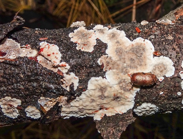 Stereum sanguinolentum 04784