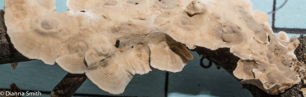 Stereum striatum01586