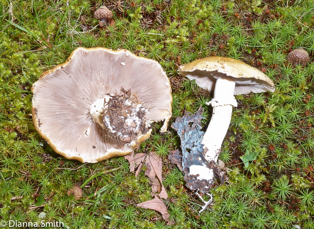 Stropharia hardii1020053