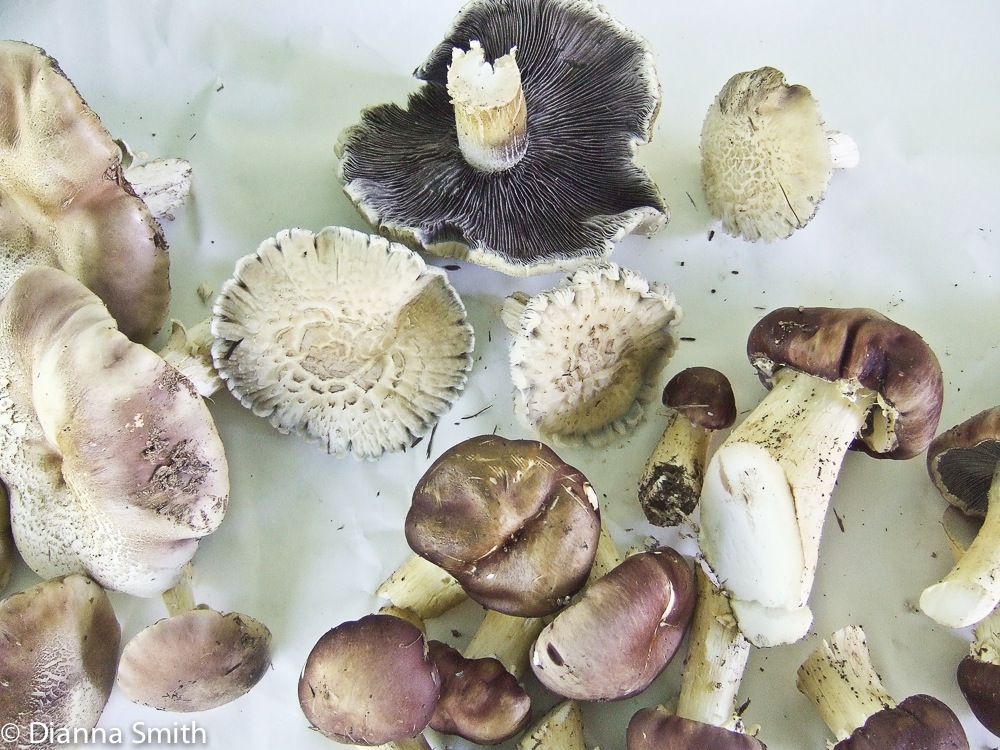 Stropharia rugosoannulata0301