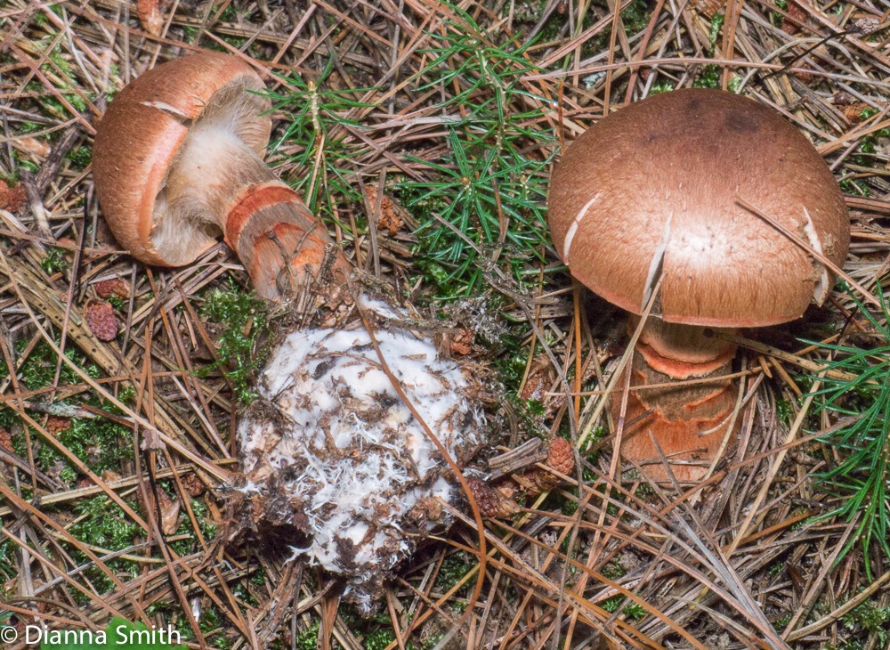 Suillus armillatus1010094