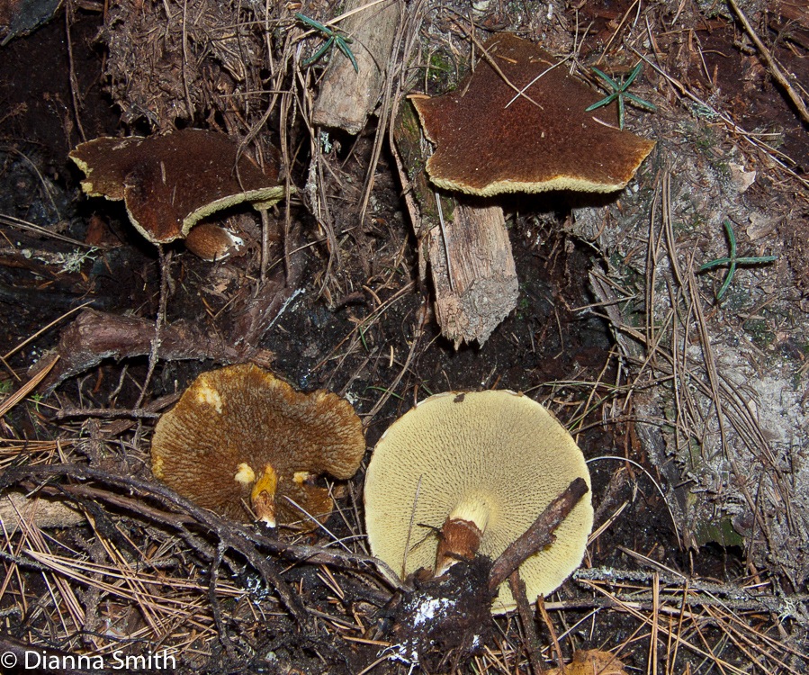 Suillus cavipes 0793