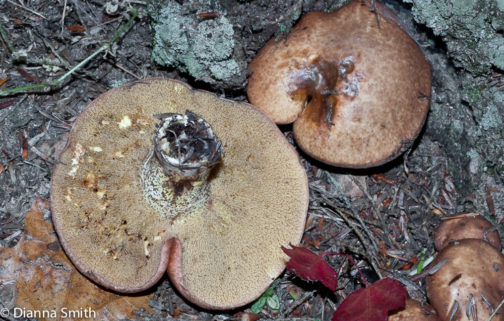 Suillus granulatus02965