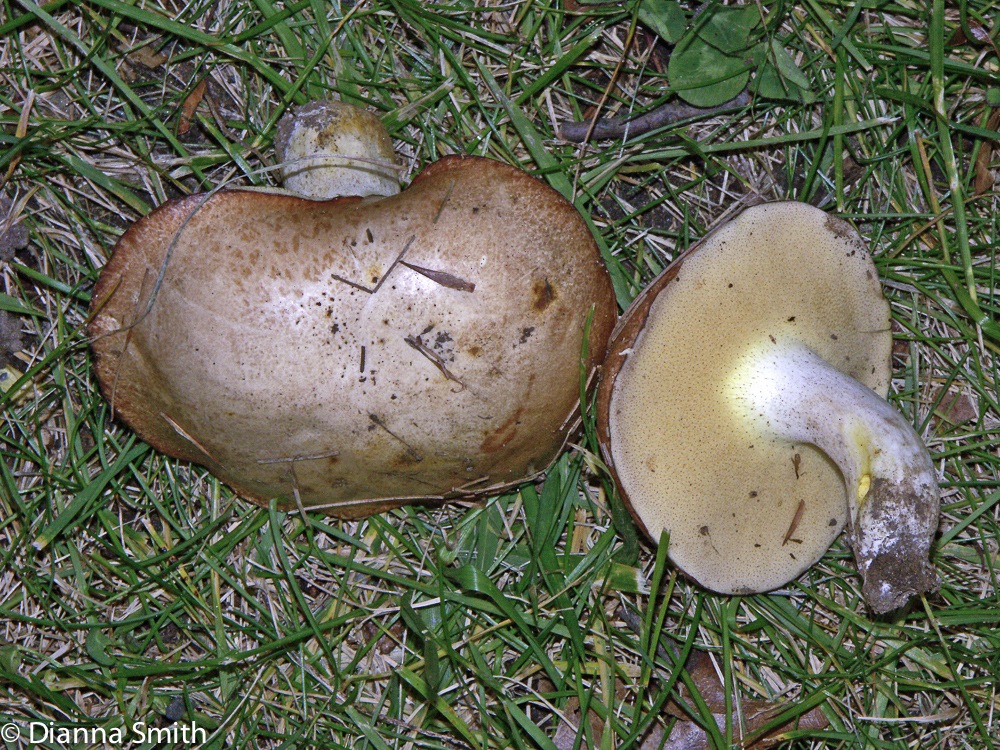 Suillus granulatus4879