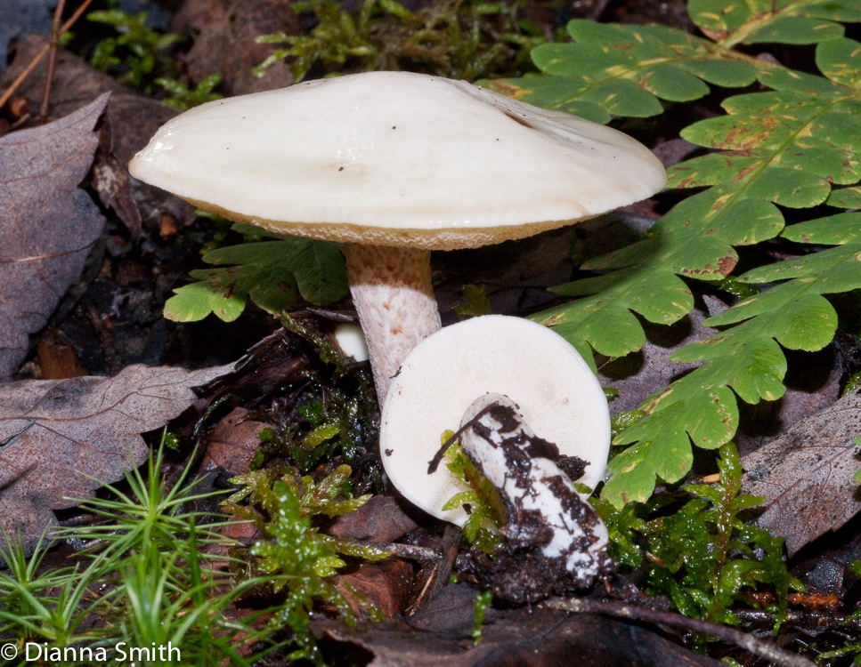 Suillus placidus01634