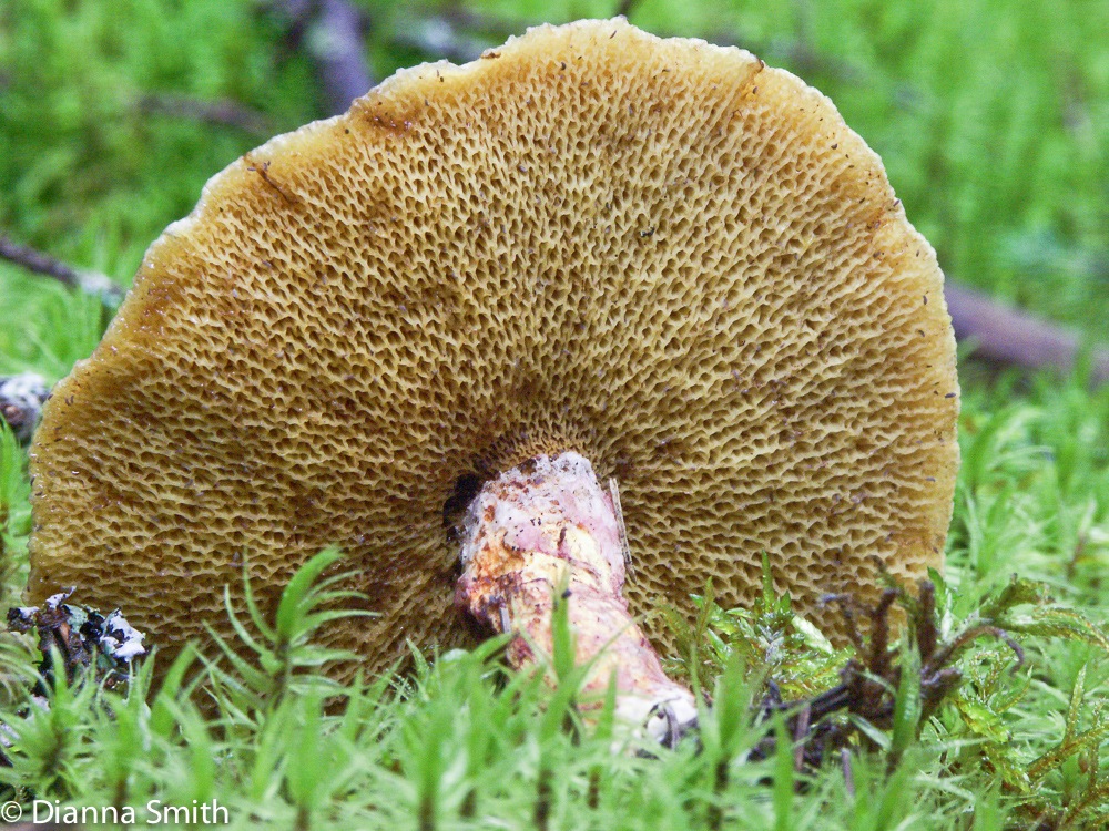 Suillus spragei1307