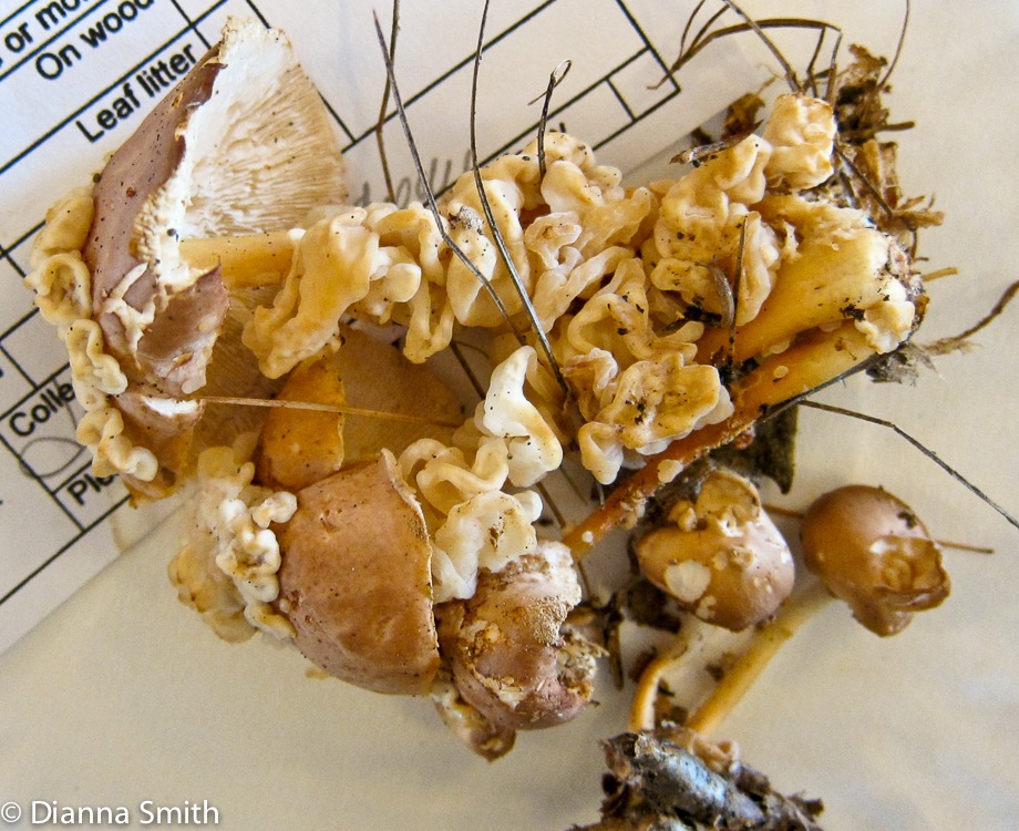 Syzygospora mycetophila_2344
