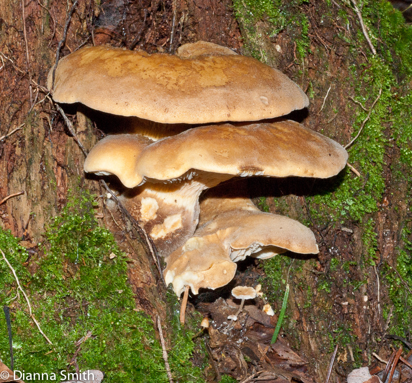 Tapinella atrotomentosa (Paxillus) atrotomentosus)2822