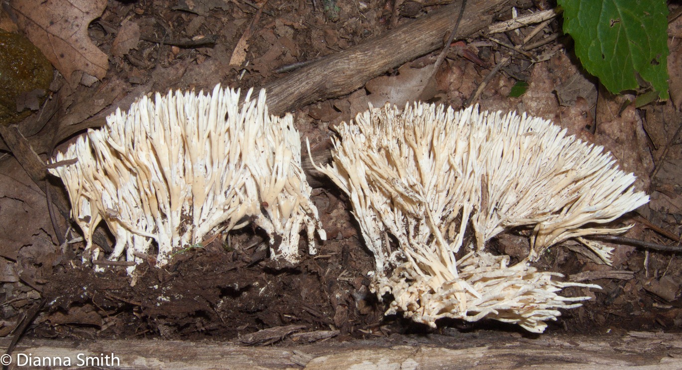 Thelephora sp. 9695